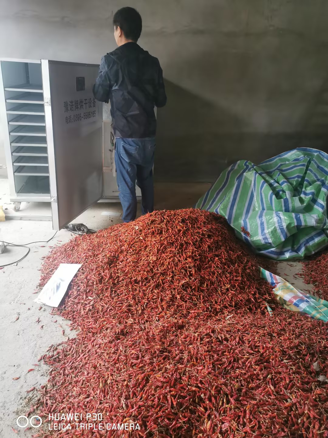 小型烘干機(jī)烘干辣椒